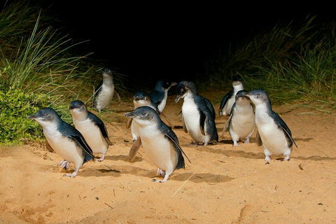 [Private Tour] â€œPenguin Paradeâ€ Phillip Island Tour. - Food Delivery Shop 2