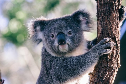 [Private Tour] â€œPenguin Paradeâ€ Phillip Island Tour. - Food Delivery Shop 4