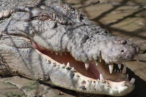 Whitsunday Crocodile Safari Including Lunch - Food Delivery Shop 1