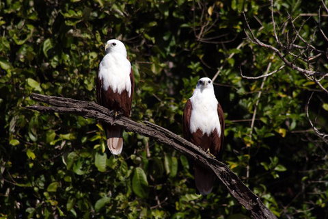 Whitsunday Crocodile Safari Including Lunch - Food Delivery Shop 2