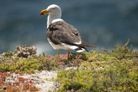 From The Mountains To The Bay - 4 Day Rediscovery Small Group Tour - Food Delivery Shop 1