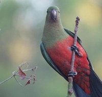 Inside the Greater Blue Mountains World Heritage - A Wildlife Safari Overnight - Food Delivery Shop