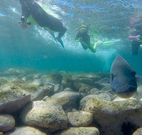 Manly and Shelly Beach Snorkeling Tour - Food Delivery Shop