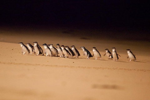 The Ultimate Melbourne Attractions Pass - Food Delivery Shop 5