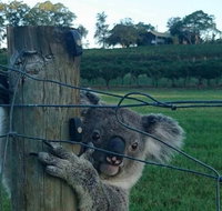 The Secret Vines Experience Port Macquarie - Food Delivery Shop