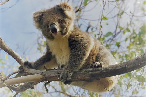 Kangaroo Island Scenic Trail Tour - Food Delivery Shop 2