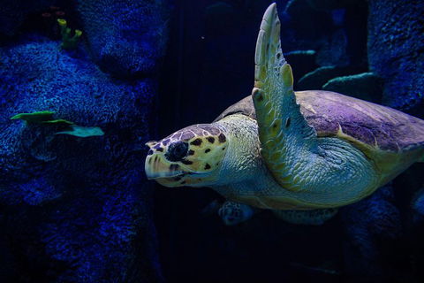 Sydney Attractions Pass: SEA LIFE Aquarium, Sydney Tower Eye, WILD LIFE Zoo And Madame Tussauds - Food Delivery Shop 1