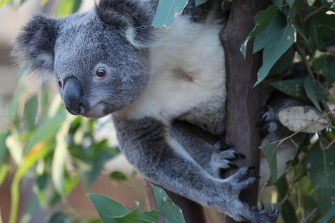 Sydney Attractions Pass: SEA LIFE Aquarium, Sydney Tower Eye, WILD LIFE Zoo And Madame Tussauds - Food Delivery Shop 2