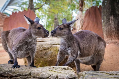 Sydney Attractions Pass: SEA LIFE Aquarium, Sydney Tower Eye, WILD LIFE Zoo And Madame Tussauds - Food Delivery Shop 5