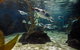 SEA LIFE Sydney Aquarium Entrance Ticket - thumb 0