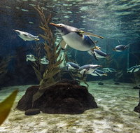 SEA LIFE Sydney Aquarium Entrance Ticket - Food Delivery Shop