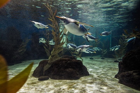 SEA LIFE Sydney Aquarium Entrance Ticket - Food Delivery Shop 0
