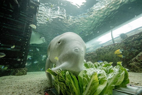 SEA LIFE Sydney Aquarium Entrance Ticket - Food Delivery Shop 2