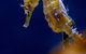 SEA LIFE Sydney Aquarium Entrance Ticket - thumb 4