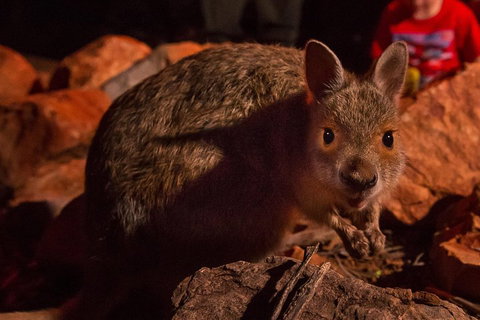 Alice Springs Desert Park Nocturnal Tour - Food Delivery Shop 3