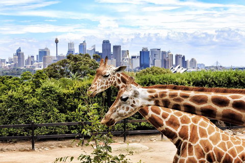 Go City | Sydney Explorer Pass With 20+ Attractions And Tours - Food Delivery Shop 2