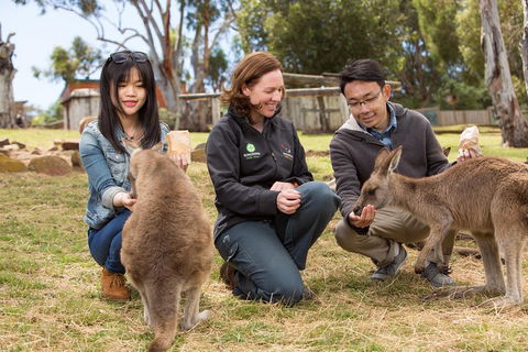 Bonorong Wildlife Park And Richmond Afternoon Tour From Hobart - Food Delivery Shop 1