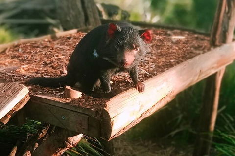 Bonorong Wildlife Park And Richmond Afternoon Tour From Hobart - Food Delivery Shop 4