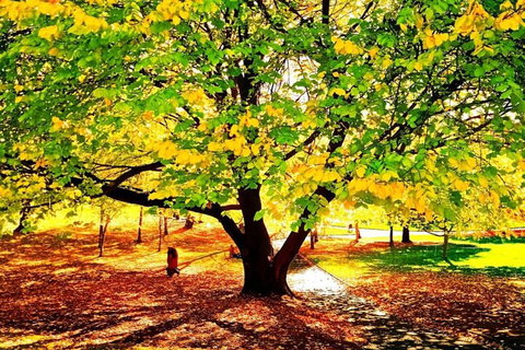 Hobart Half-Day Sightseeing Coach Tram Tour - Food Delivery Shop 3