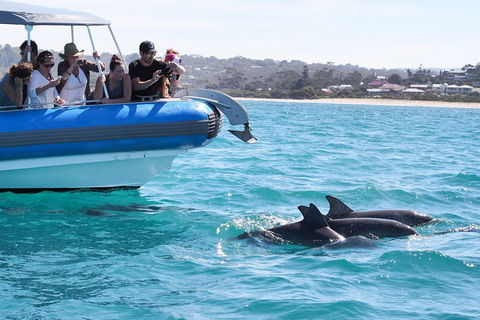 Seal Island Boat Tour From Victor Harbor - Pet Food Australia 5