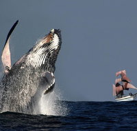 Sydney Harbour Tall Ship Whale Sail - Whale Watching Cruise - Food Delivery Shop