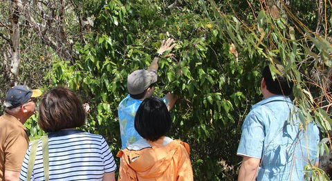 Magnetic Island Tour: Maggie Comprehensive - Pet Food Australia 4