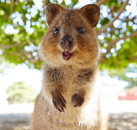 Discover Rottnest with Ferry  Bus Tour from Perth or Fremantle - Food Delivery Shop