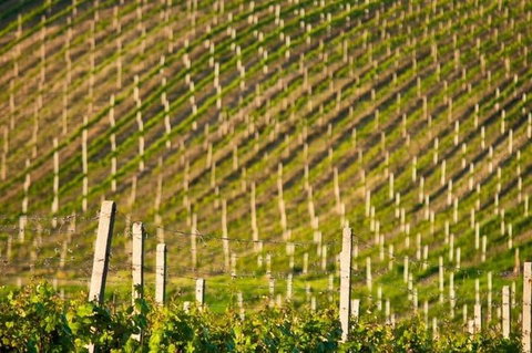 Melbourne Super Saver: Great Ocean Road + Mornington Peninsula + Attraction Pass - Food Delivery Shop 1