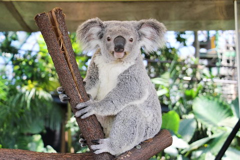 Cairns ZOOM And Wildlife Dome - Food Delivery Shop 0
