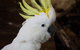 Cairns ZOOM And Wildlife Dome - thumb 2