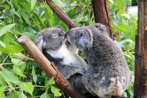 Classic Kuranda By Skyrail And Scenic Railway Including Rainforestation, Koala And Wildlife Park And Pamagirri Aboriginal Experi - Food Delivery Shop 3