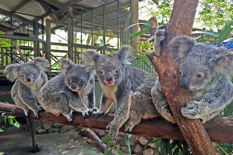 Best Of Kuranda Including Skyrail, Kuranda Scenic Railway And Rainforestation - Food Delivery Shop 4