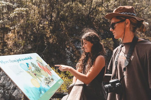 Springbrook AndTamborine Rainforest Tour Incl Natural Bridge And Glow Worm Cave - Food Delivery Shop 0