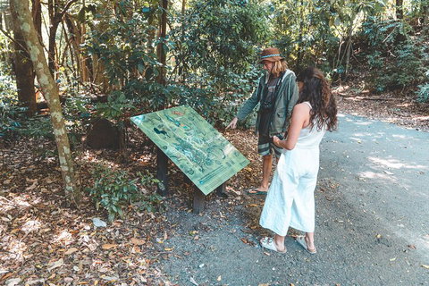 Springbrook AndTamborine Rainforest Tour Incl Natural Bridge And Glow Worm Cave - Food Delivery Shop 5
