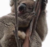 2-Day Kangaroo Island 4WD Small-Group Tour from Adelaide - Food Delivery Shop