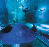 Snorkel with Sharks at AQWA - Food Delivery Shop