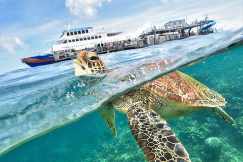 Outer Reef Pontoon Experience From Cairns - Food Delivery Shop 5