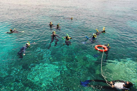 Seastar Luxury Outer Great Barrier Reef Island And Reef Tour From Cairns - Food Delivery Shop 2
