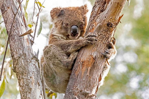 Wild Australian Wildlife 4WD Tour From Sydney - Food Delivery Shop 1