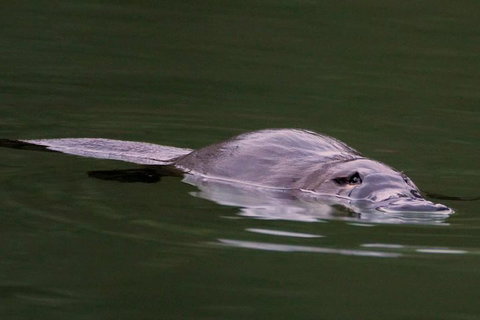 Wild Australian Wildlife 4WD Tour From Sydney - Food Delivery Shop 2