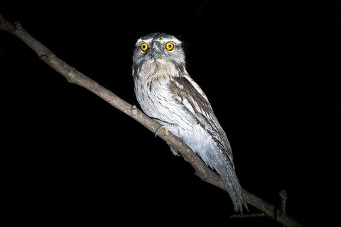 Wild Australian Wildlife 4WD Tour From Sydney - Food Delivery Shop 4