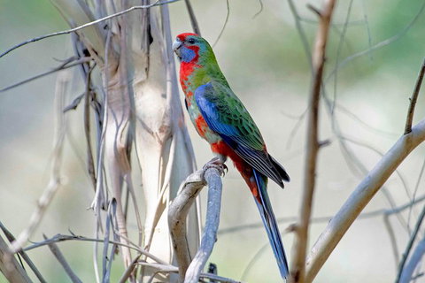 Wild Australian Wildlife 4WD Tour From Sydney - Food Delivery Shop 5