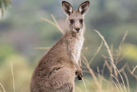 Sydney Wine Tour â€“ Wine, Waves & Wildlife In South Coast - Food Delivery Shop 4