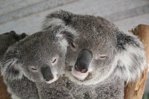 Featherdale Wildlife Park General Admission - Food Delivery Shop 4