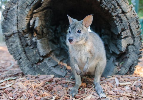 Featherdale Wildlife Park General Admission - Food Delivery Shop 5