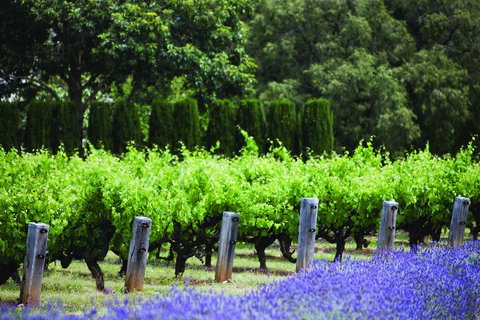 Ultimate Penfolds Magill Estate Experience - Food Delivery Shop 1