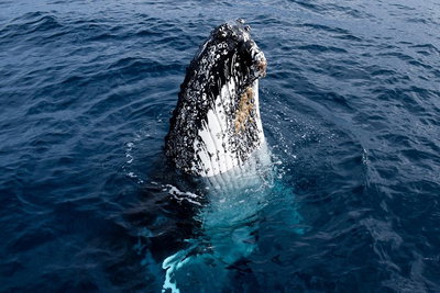 Phillip Island Whale Watching Tour