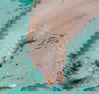 Wilsons Promontory Full Day Cruise - Pet Food Australia