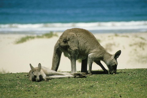 Great Ocean Road Highlights Tour - 2 Days, 1 Night - Food Delivery Shop 2