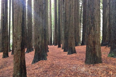 Great Ocean Road  Phillip Island - 2 Days 1 Night